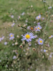 Astropolium