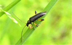 Cortodera femorata