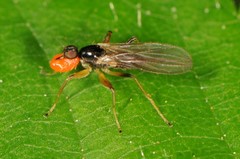 Hybotidae