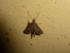 Dolicharthria punctalis