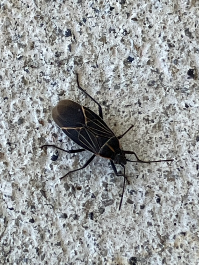 Western Boxelder Bug from School St SW, Lakewood, WA, US on June 3 ...