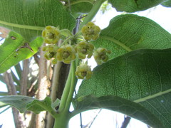 Xysmalobium undulatum