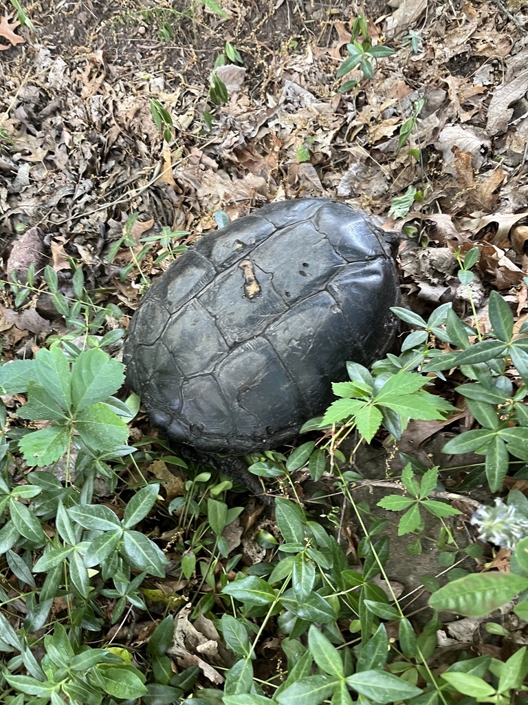 Common Snapping Turtle from PA-117, Mount Gretna, PA, US on June 3 ...