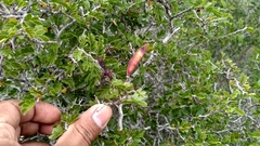 Chamaecrista greggii