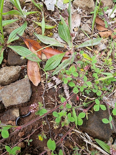 Image of Trifolium ligusticum by (c) Vítor Jorge, some rights reserved (CC BY)