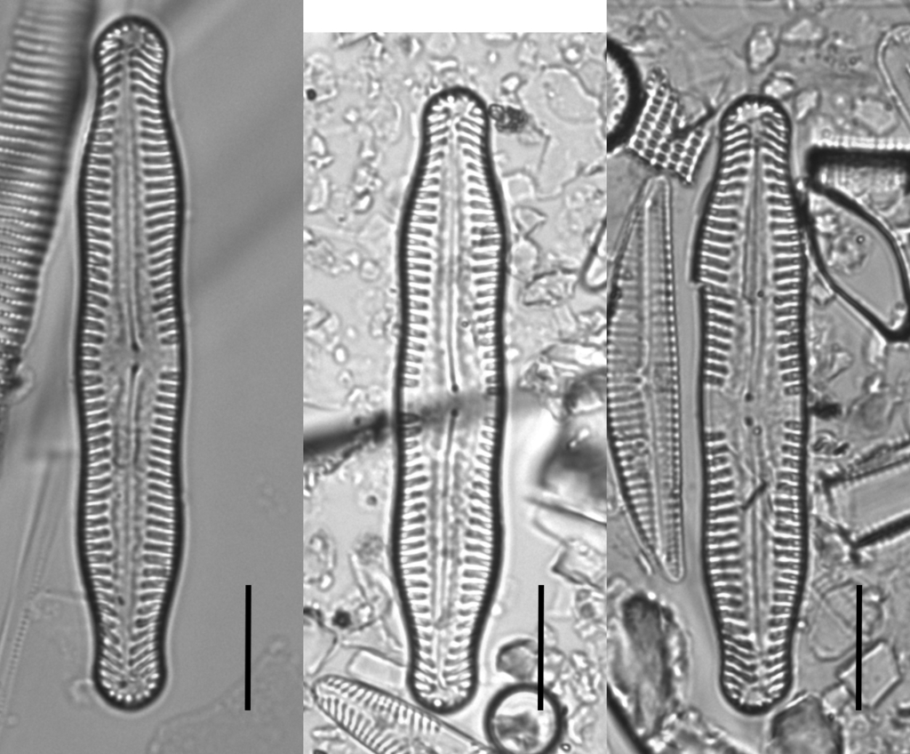 Pinnularia nodosa
