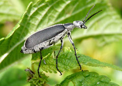 Epicauta cinerea-group