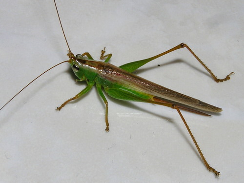 Conocephalus longipennis · iNaturalist