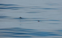 Synthliboramphus scrippsi