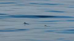 Synthliboramphus scrippsi