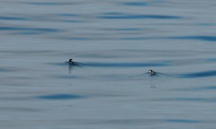 Synthliboramphus scrippsi