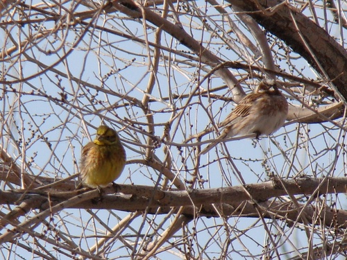 Emberiza leucocephalos