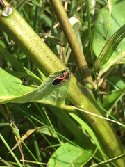 Lygaeus kalmii angustomarginatus