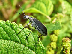 Epicauta cinerea-group