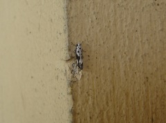 Ethmia quadrillella