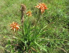 Aloe cooperi