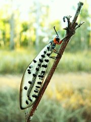 Myrmeleon erythrocephalus
