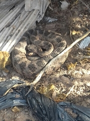 Crotalus tigris