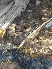 Crotalus tigris