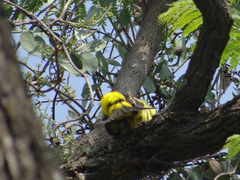 Pheucticus chrysopeplus