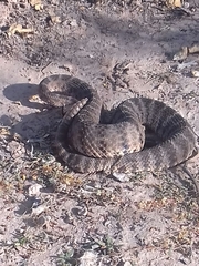 Crotalus tigris
