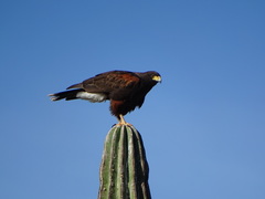 Harris's Hawk photo 3