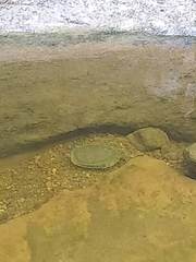 Trachemys stejnegeri