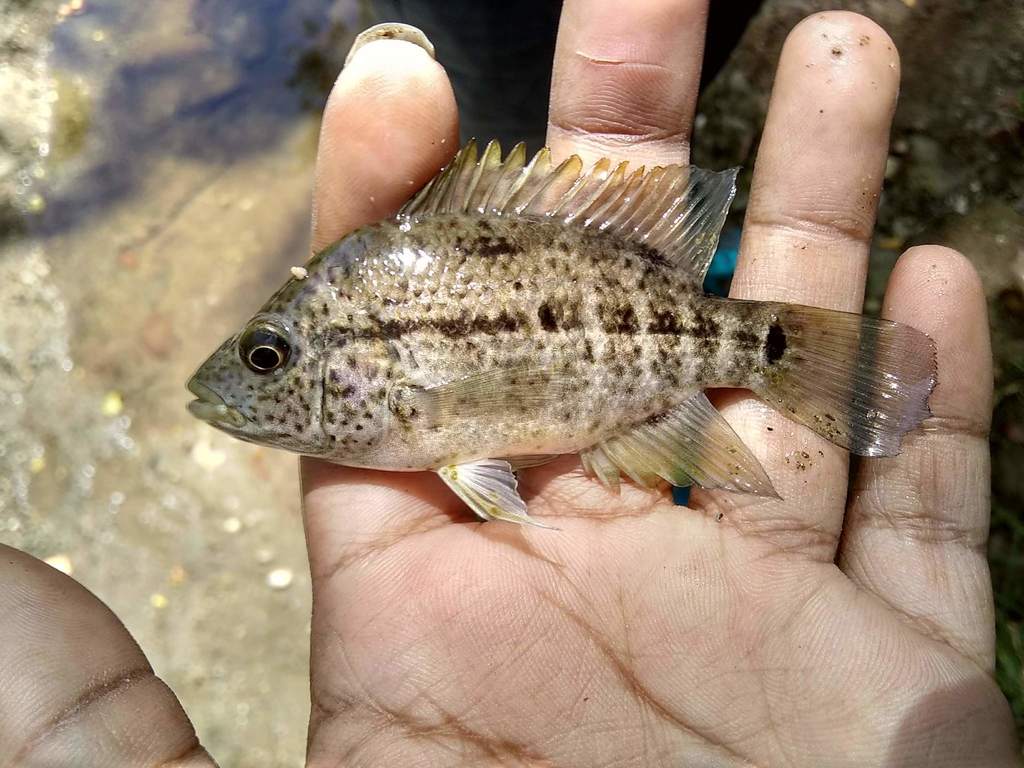 Haiti Cichlid