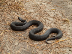 Vipera nikolskii
