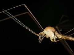 Nephrotoma macrocera