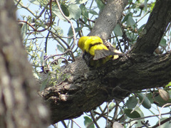 Pheucticus chrysopeplus