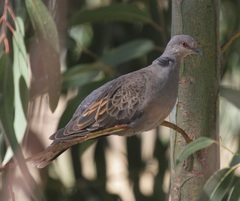 Streptopelia lugens