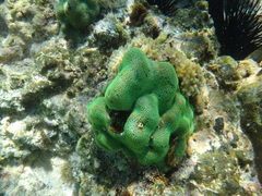 Reef-building Coral (Star Coral)