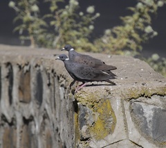 Columba albitorques