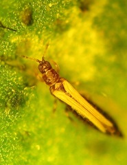 Ceratothripoides claratris
