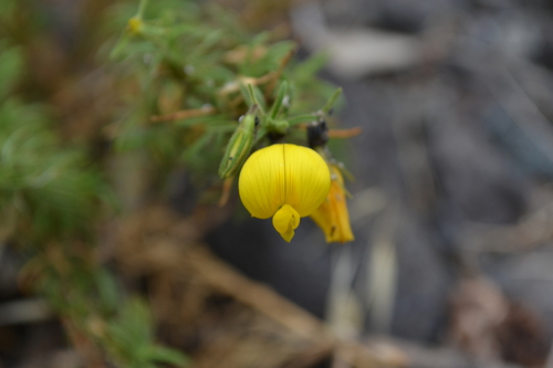 Ononis angustissima