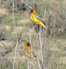 Emberiza bruniceps