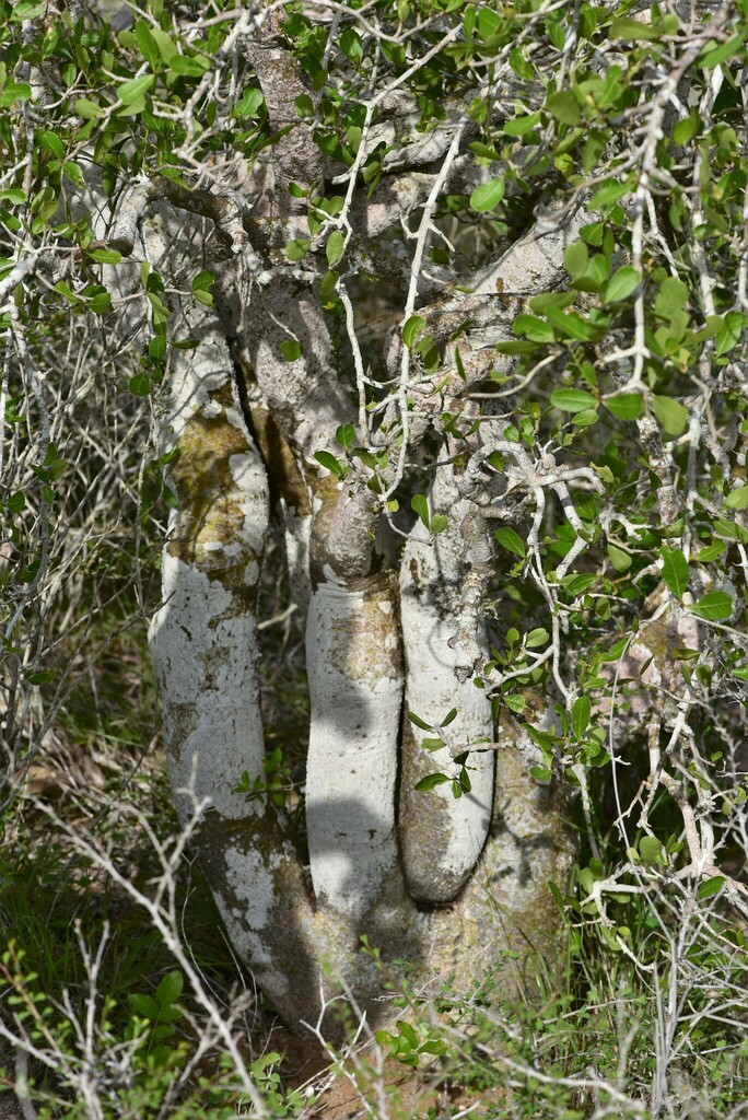 Commiphora lamii