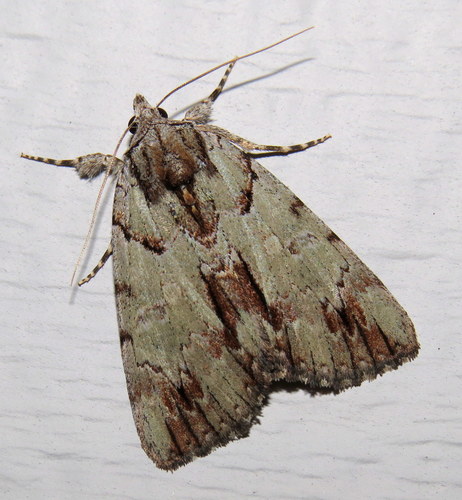 Praeclara Underwing Moth photo 4