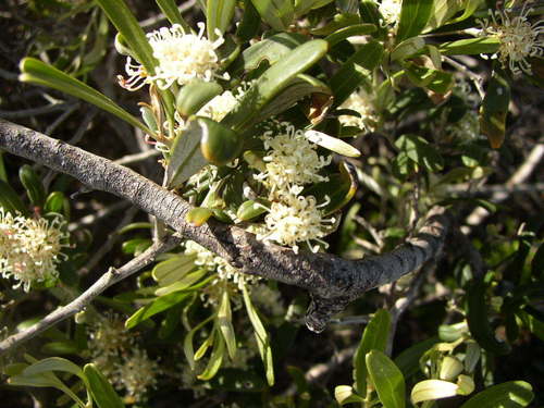 Image of Grevillea argyrophylla by (c) Tony Rebelo, some rights reserved (CC BY-SA)