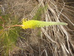 Grevillea eriostachya