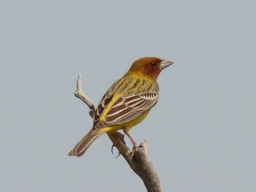 Red-headed Bunting, photo 4 of 10