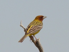 Emberiza bruniceps