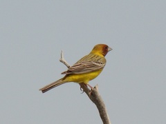 Emberiza bruniceps