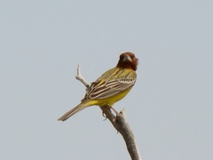 Emberiza bruniceps