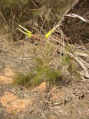 Grevillea eriostachya
