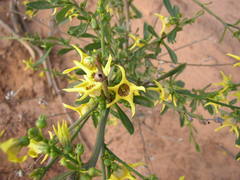 Anthocercis littorea