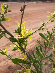 Anthocercis littorea