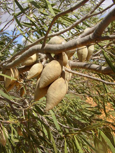 Image of Xylomelum angustifolium by (c) Tony Rebelo, some rights reserved (CC BY-SA)