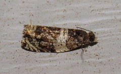 Olethreutes fasciatana